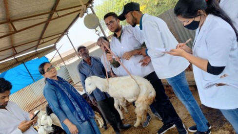 Goat Weighing